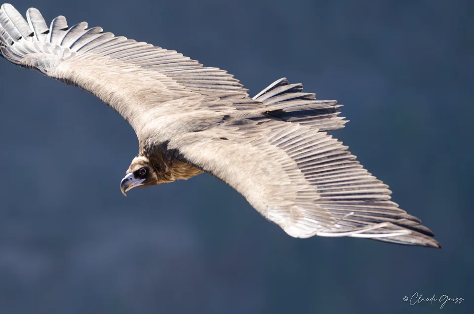 Vautour moine