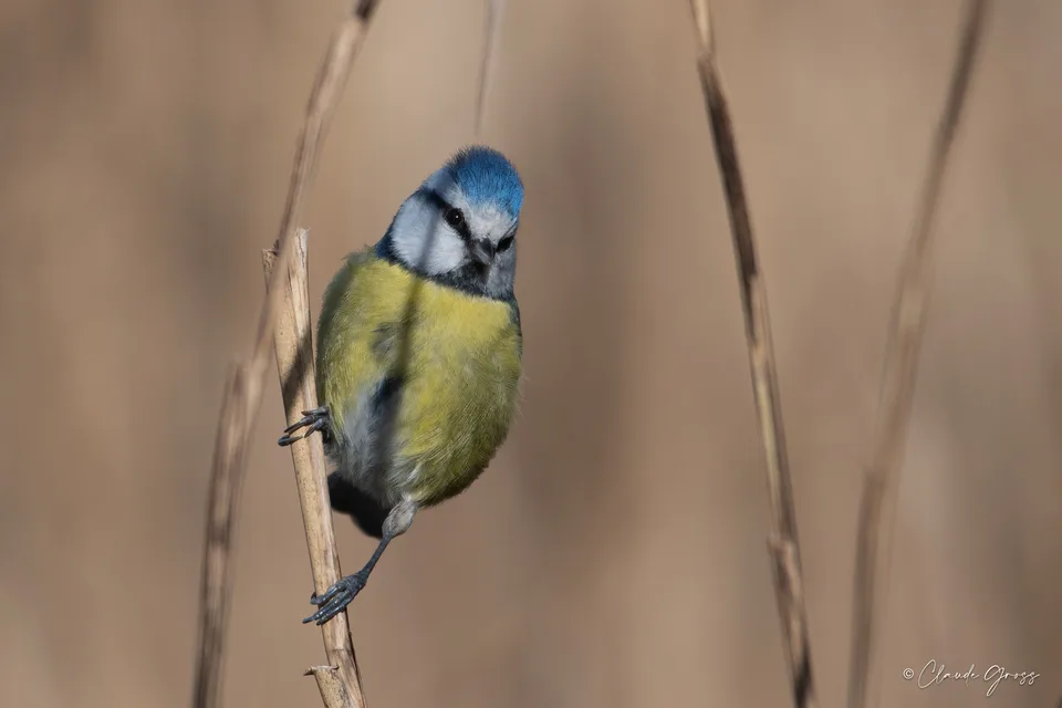 Mésange bleue