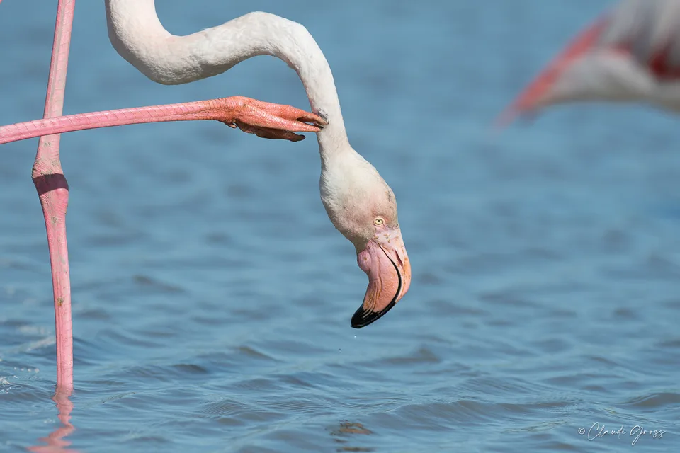 Flamant rose