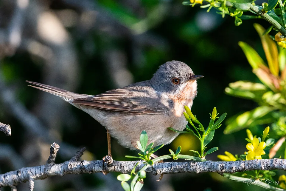 Fauvette passerinette
