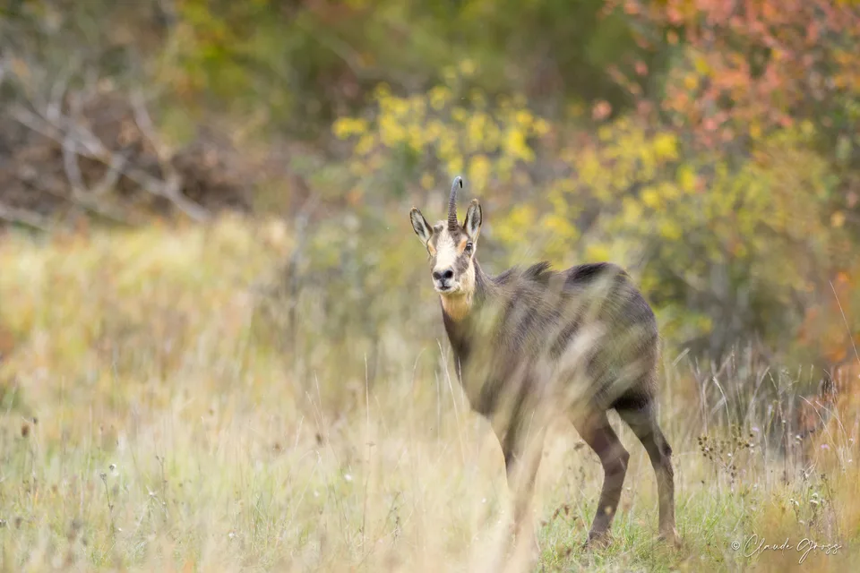 Chamois