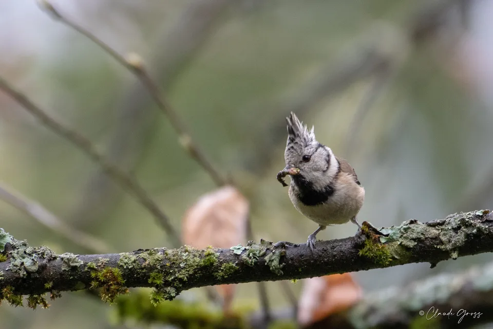 Mésange huppée