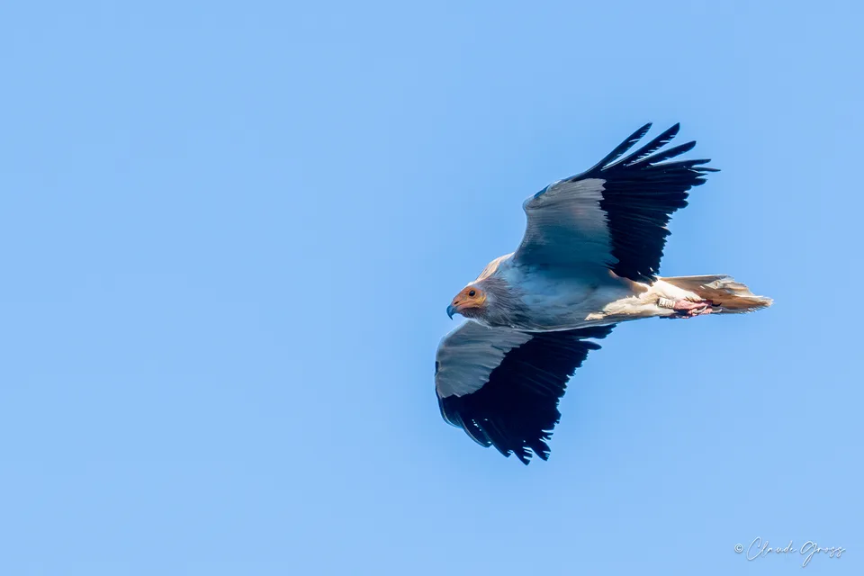 Vautour percnoptère