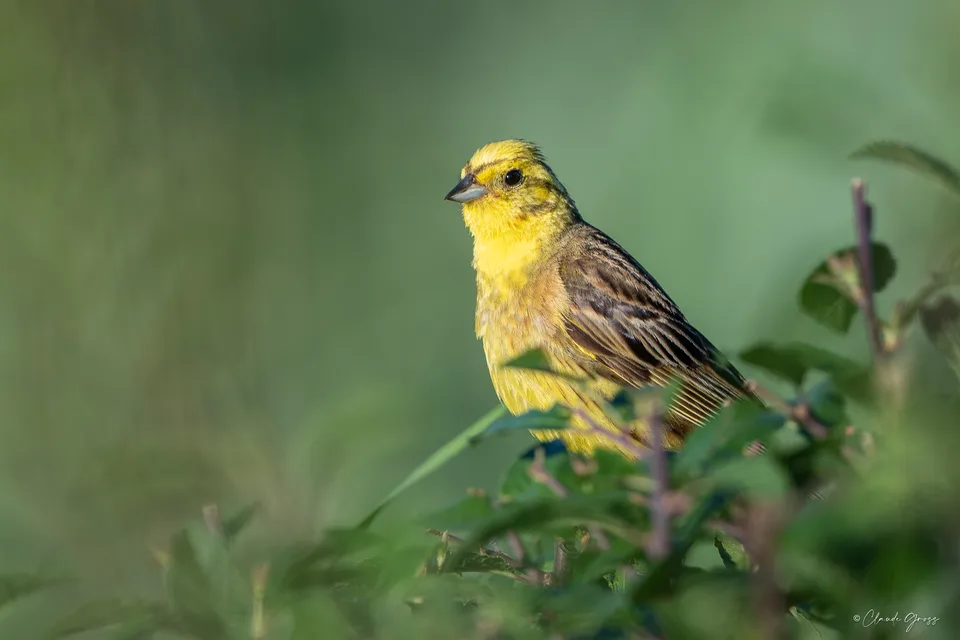 Bruant jaune