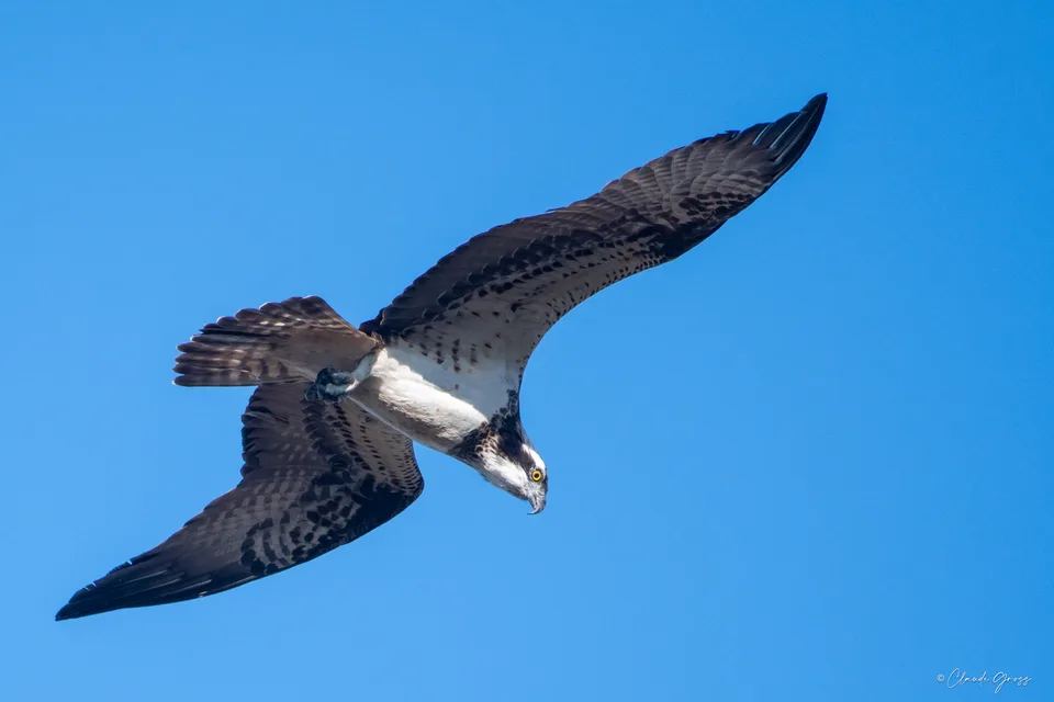 Balbuzard pêcheur