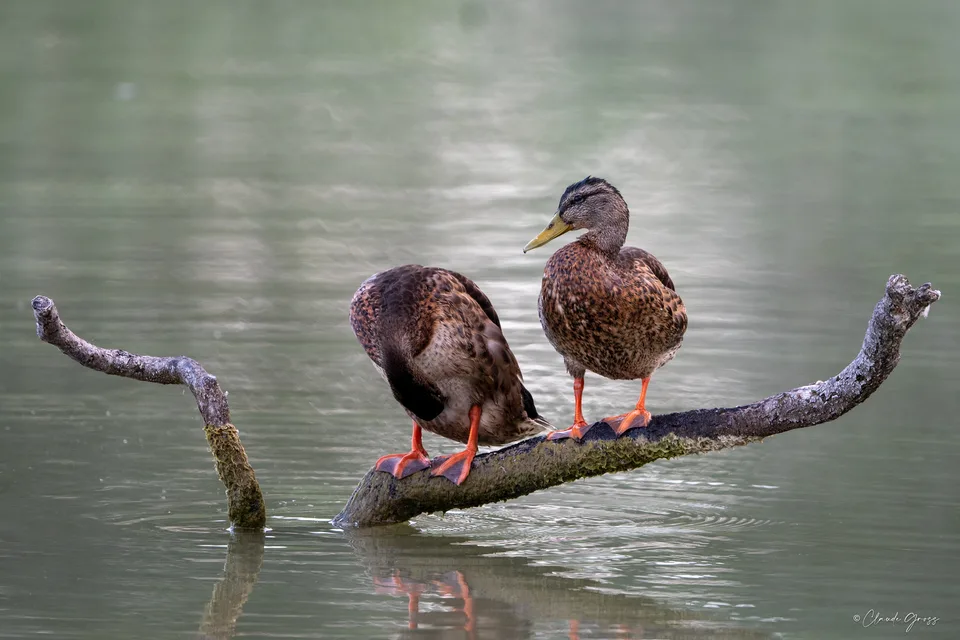 Canard colvert