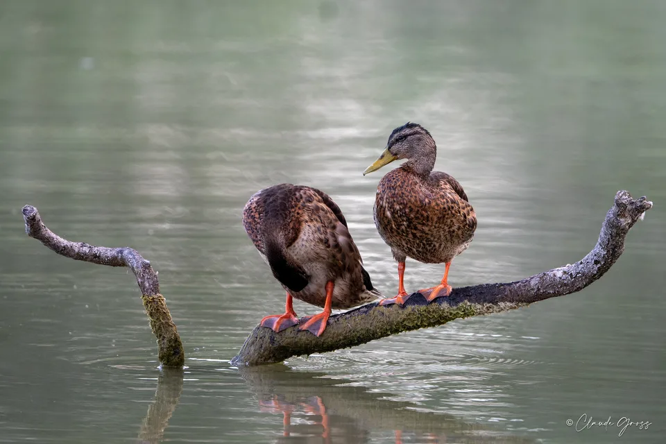 Canard colvert