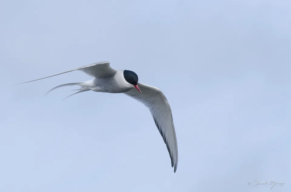 Sterne arctique