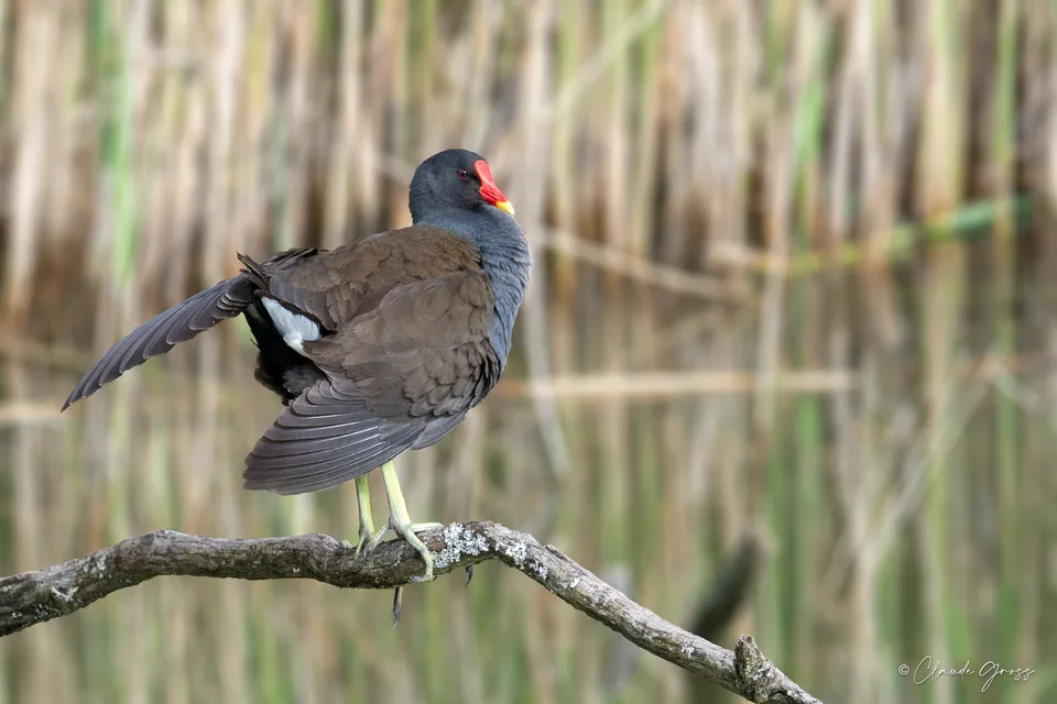 Gallinule poule-d'eau