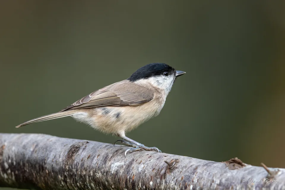 Mésange nonnette