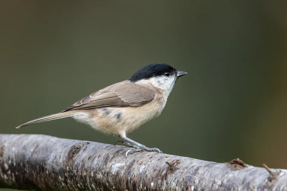 Mésange nonnette