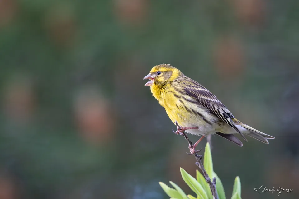 Serin cini