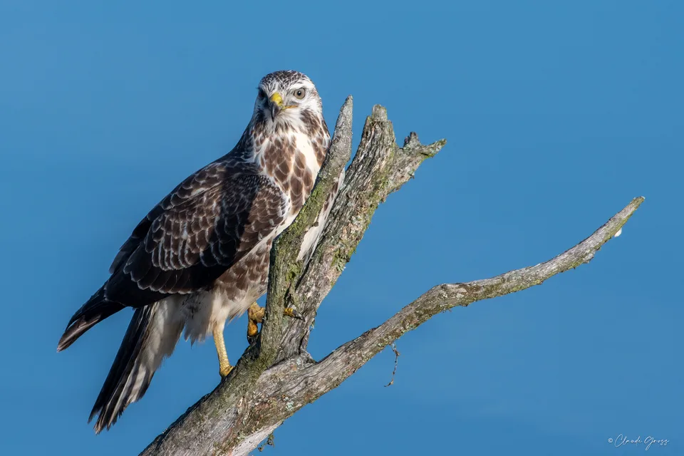 Buse variable