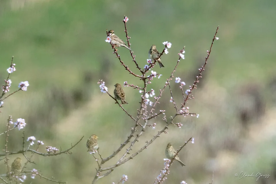 Pipit farlouse