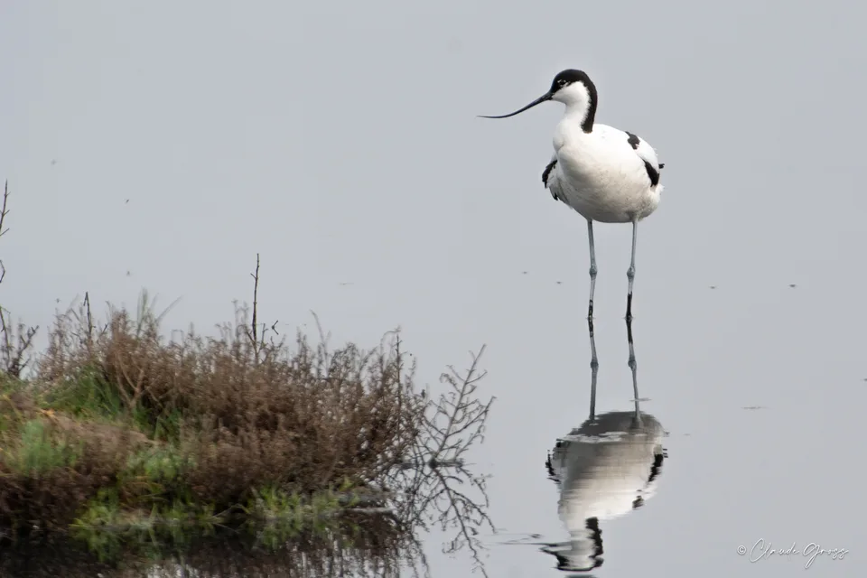 Avocette élégante