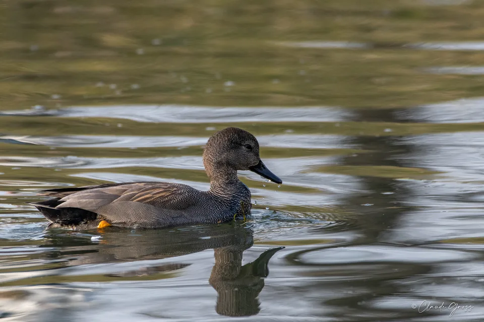 Canard chipeau
