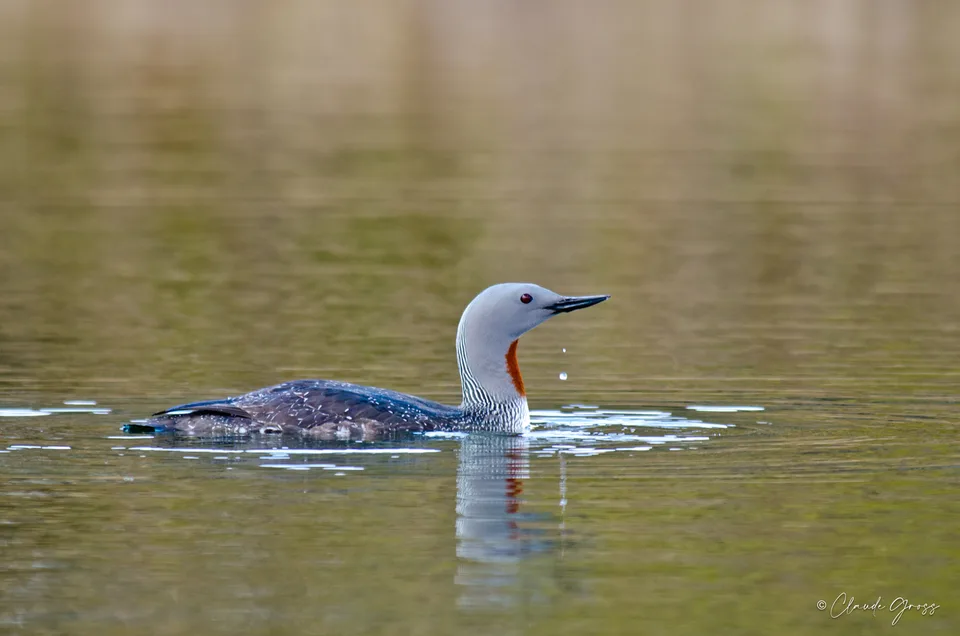 Plongeon catmarin