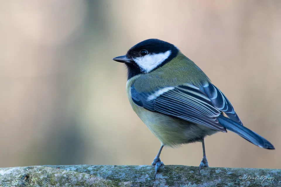 Mésange charbonnière