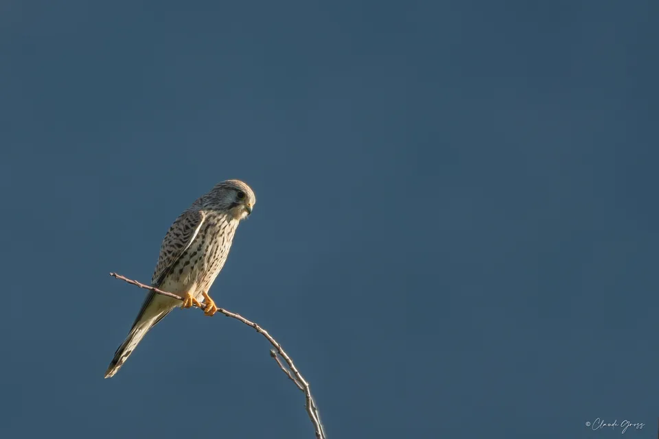 Faucon crécerelle