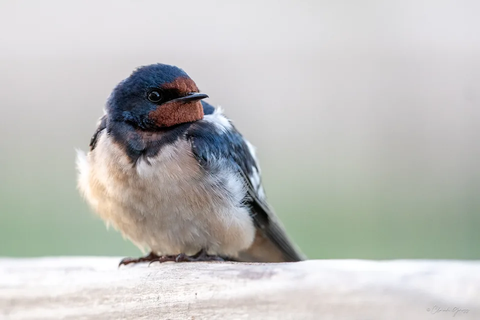Hirondelle rustique