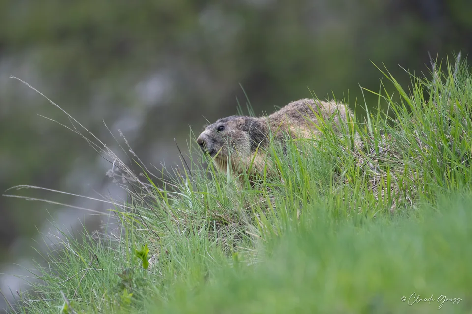 Marmotte