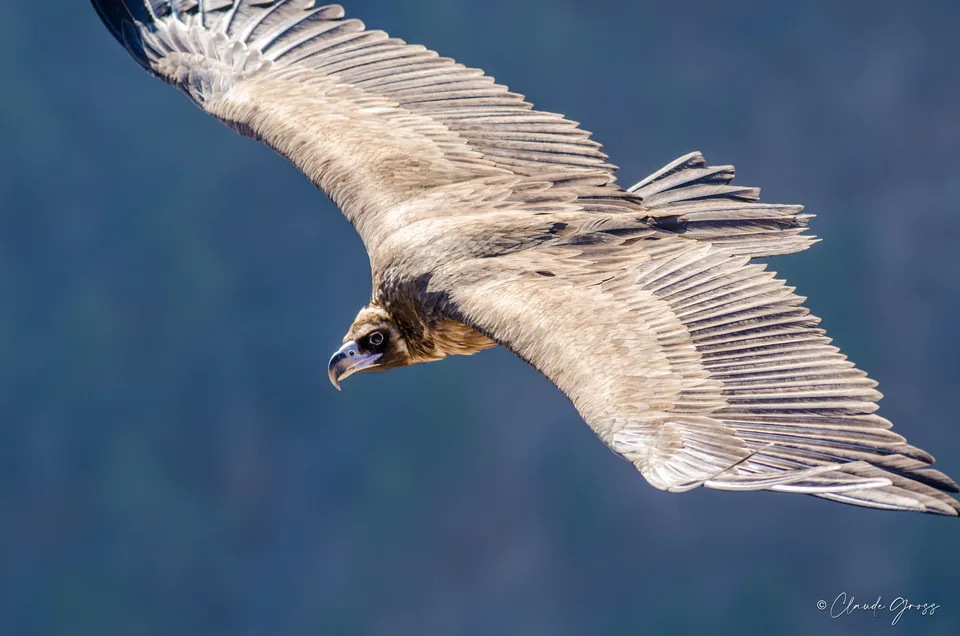 Vautour moine