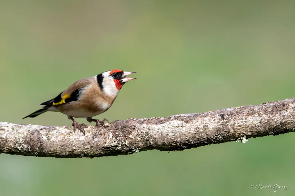 Chardonneret élégant