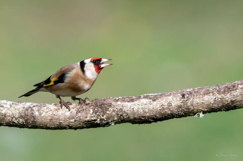 Chardonneret élégant