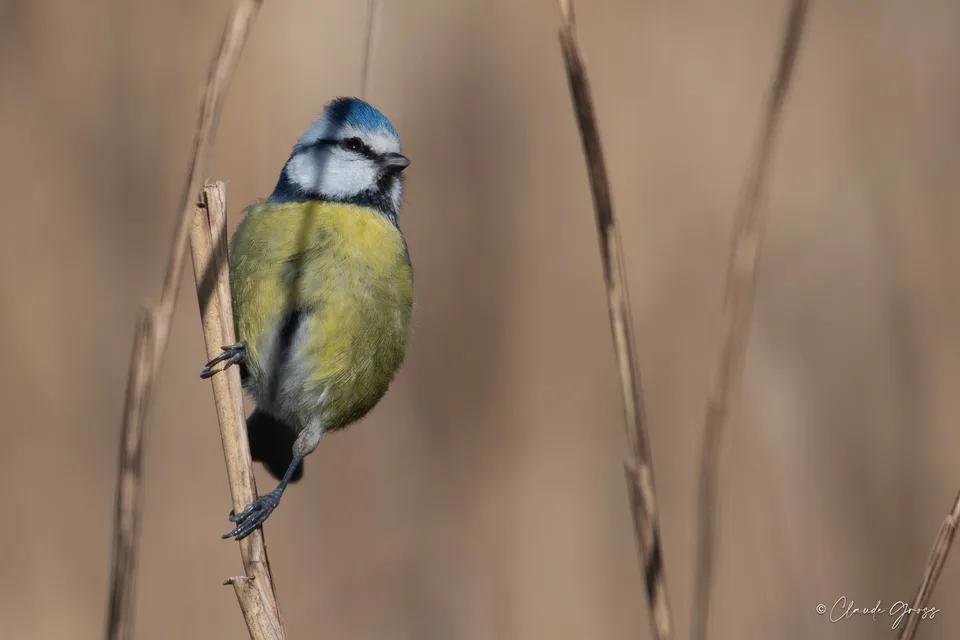 Mésange bleue