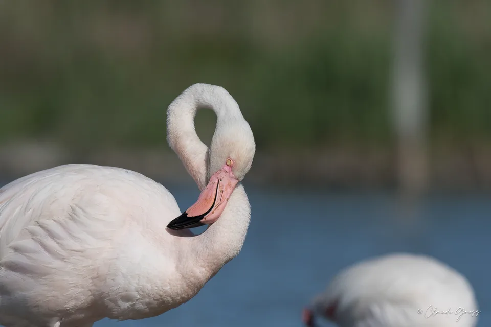 Flamant rose