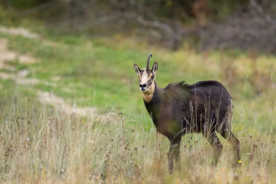Chamois