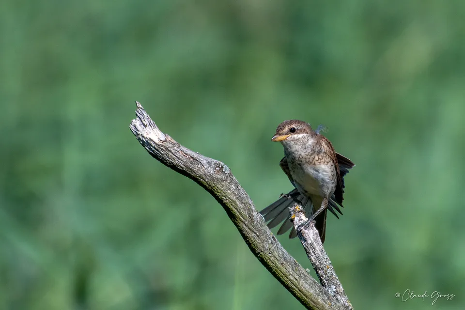 Pie-grièche écorcheur