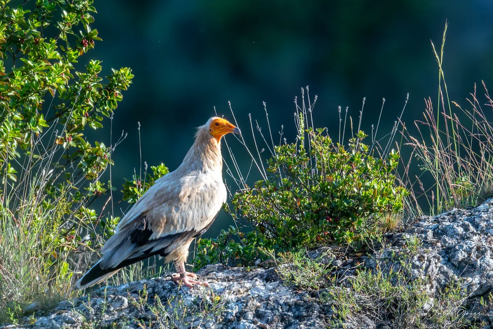 Vautour percnoptère