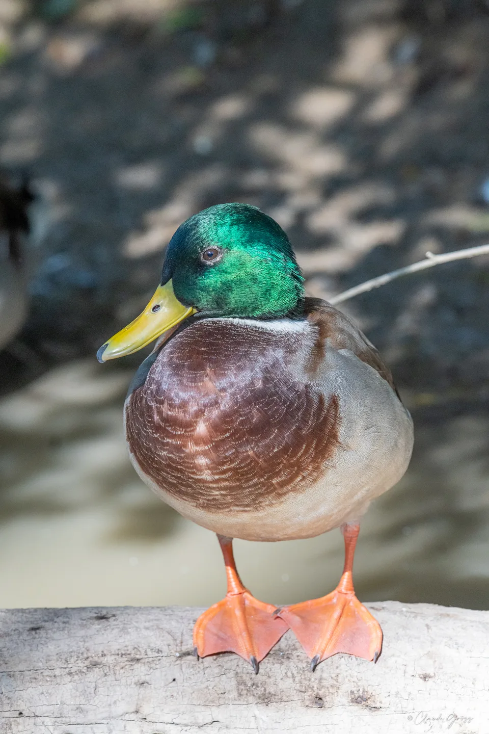 Canard colvert