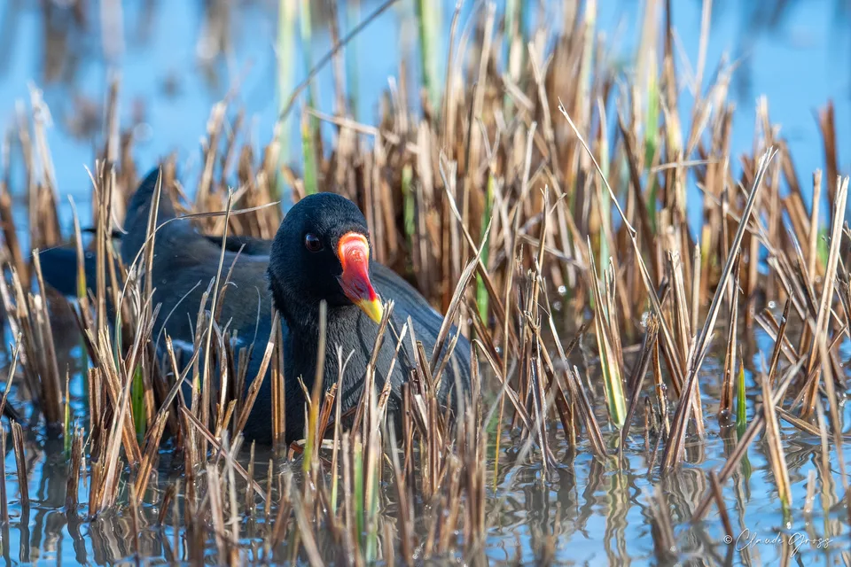 Gallinule poule-d'eau