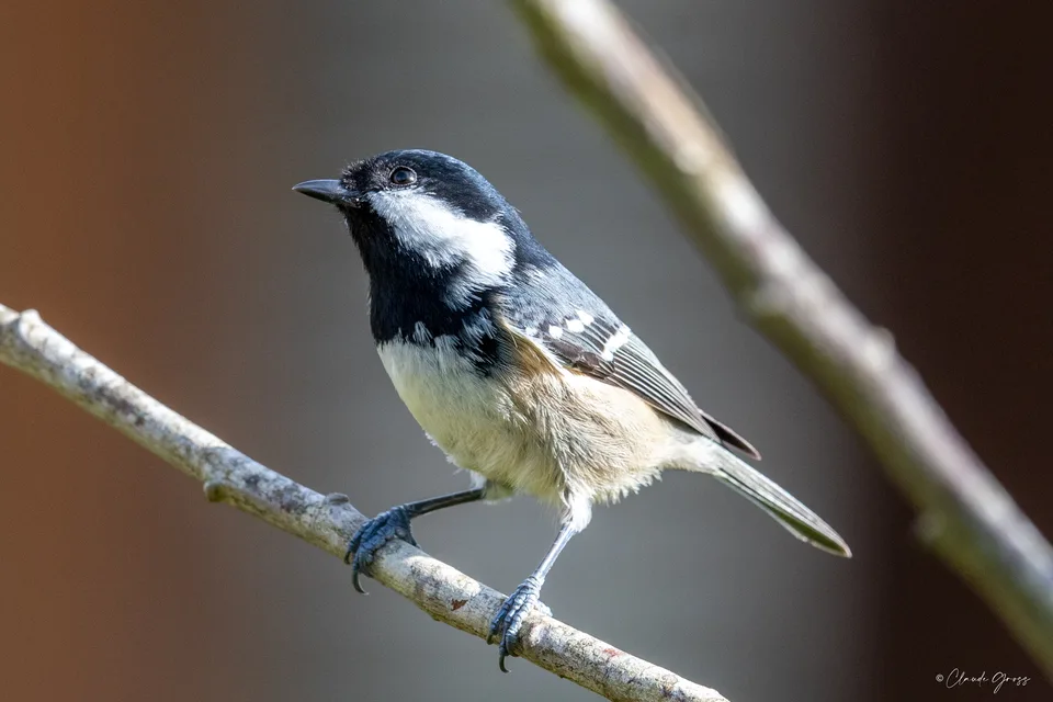 Mésange noire