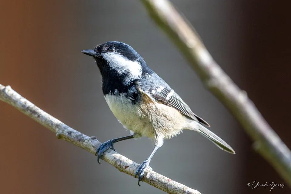 Mésange noire