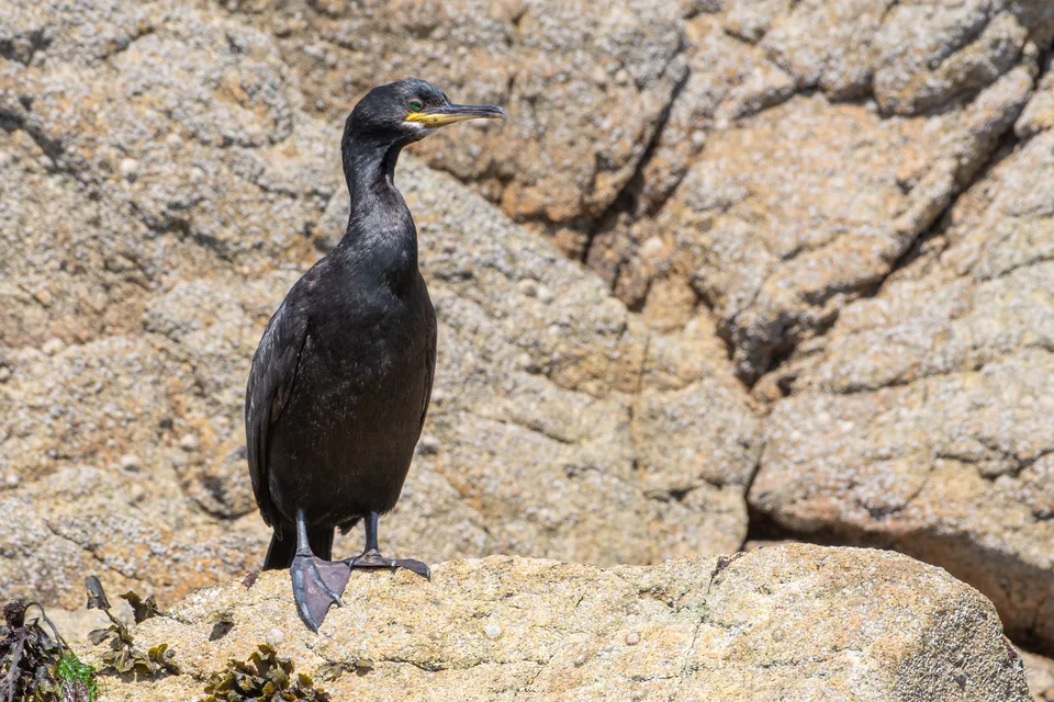 Cormoran huppé