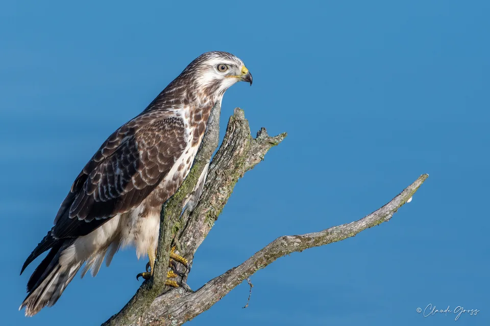 Buse variable