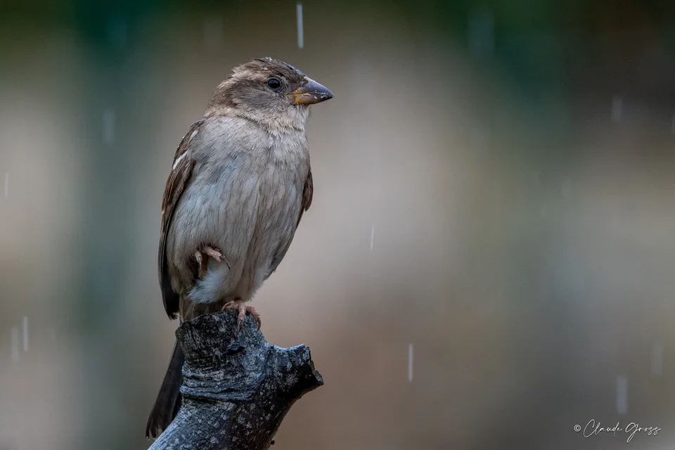 Moineau domestique