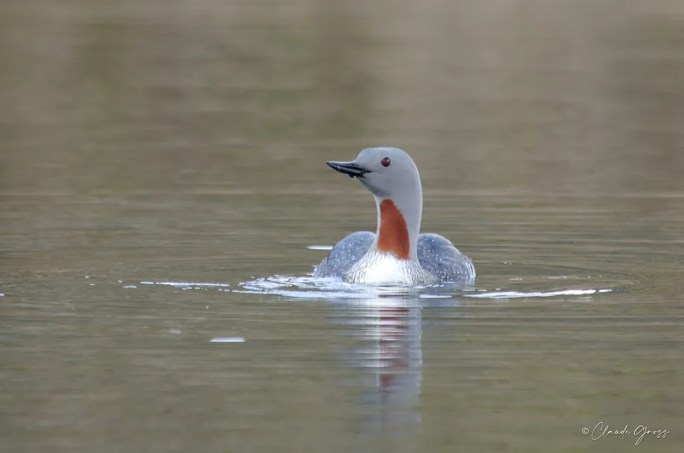Plongeon catmarin