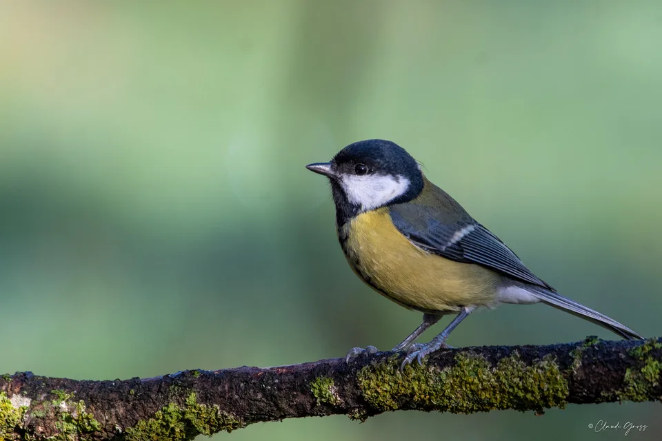 Mésange charbonnière