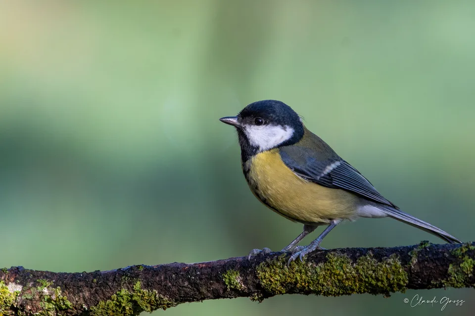 Mésange charbonnière