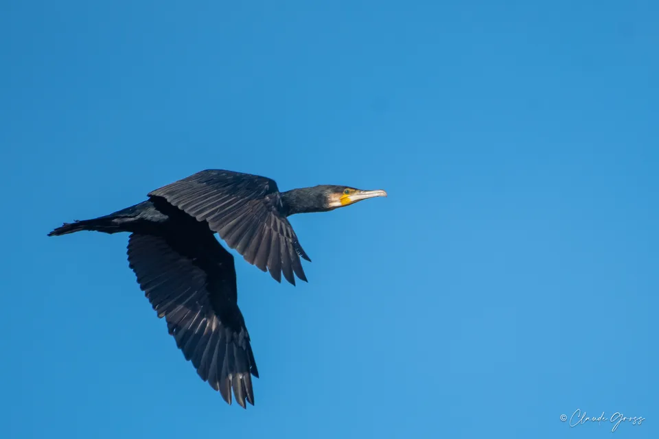 Grand Cormoran