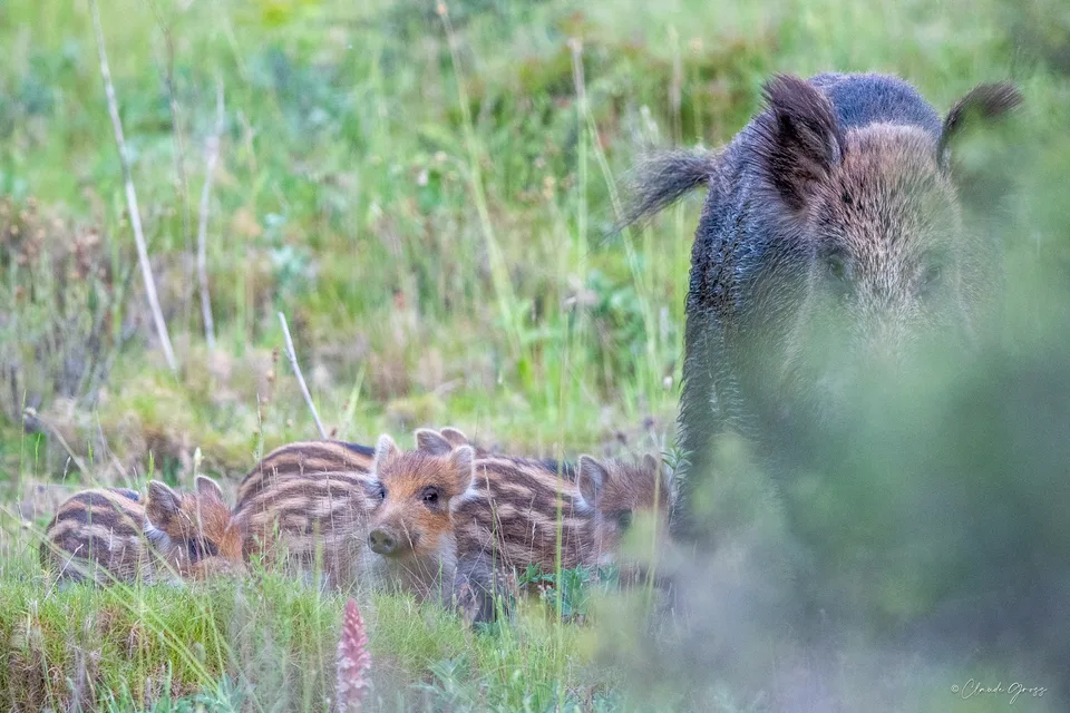 Sanglier