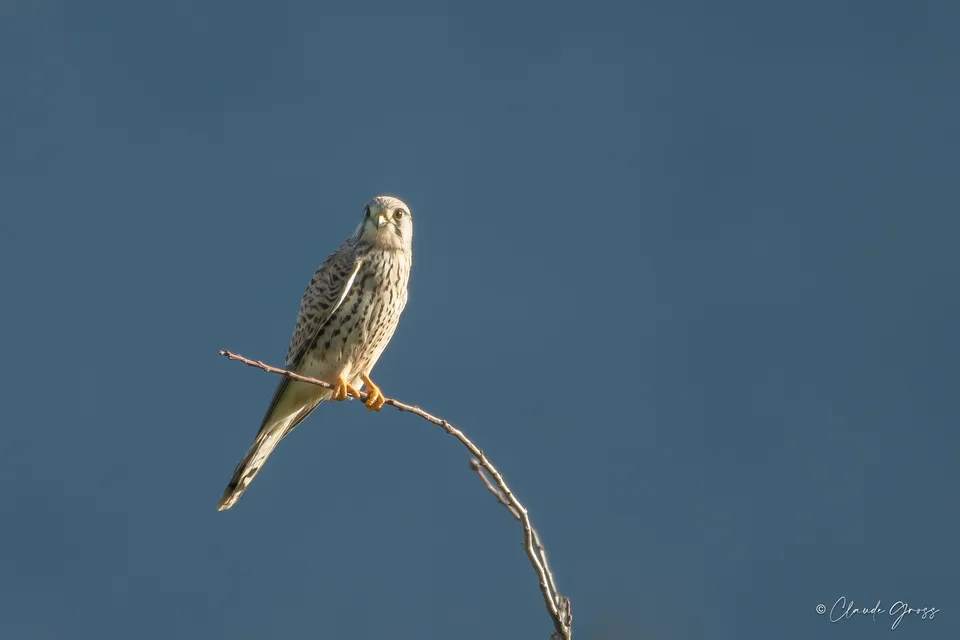 Faucon crécerelle