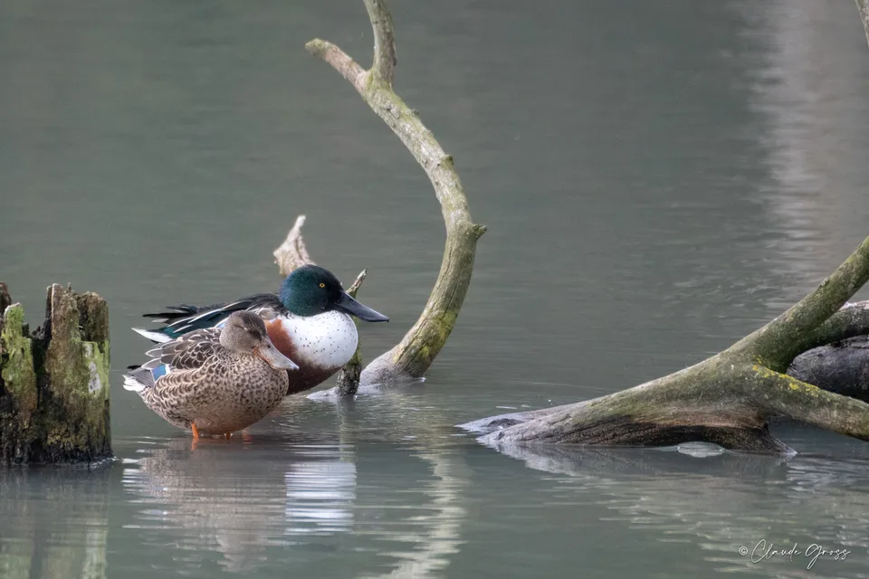 Canard souchet