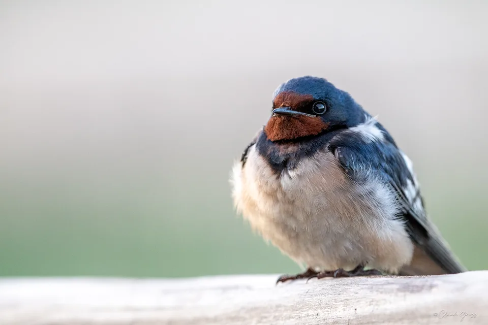 Hirondelle rustique