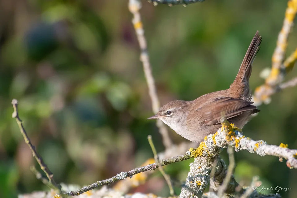 Bouscarle de Cetti
