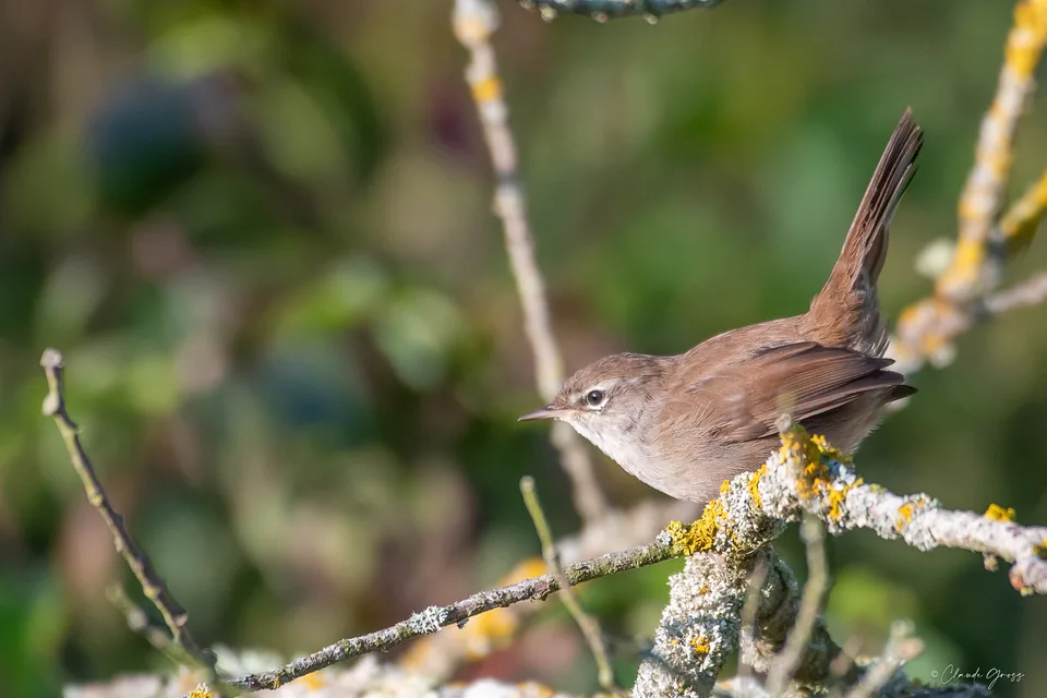 Bouscarle de Cetti